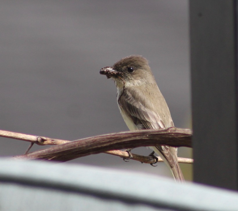 Sparrow - 1 (2)