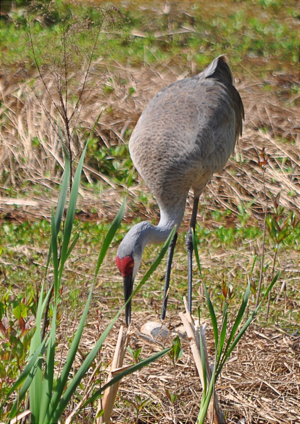 W Sand Hill Crane Eggs