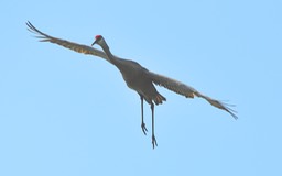 W Sand Hill Crane Landing