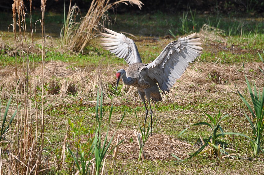 W Sand hill Crane on Nest