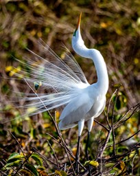 white Heron