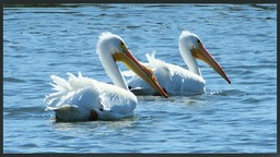White Pelicans - Riverview Florida
