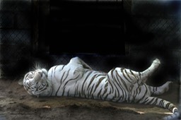 White Tiger