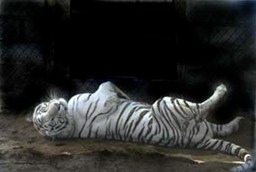 Shadow - White Tiger
