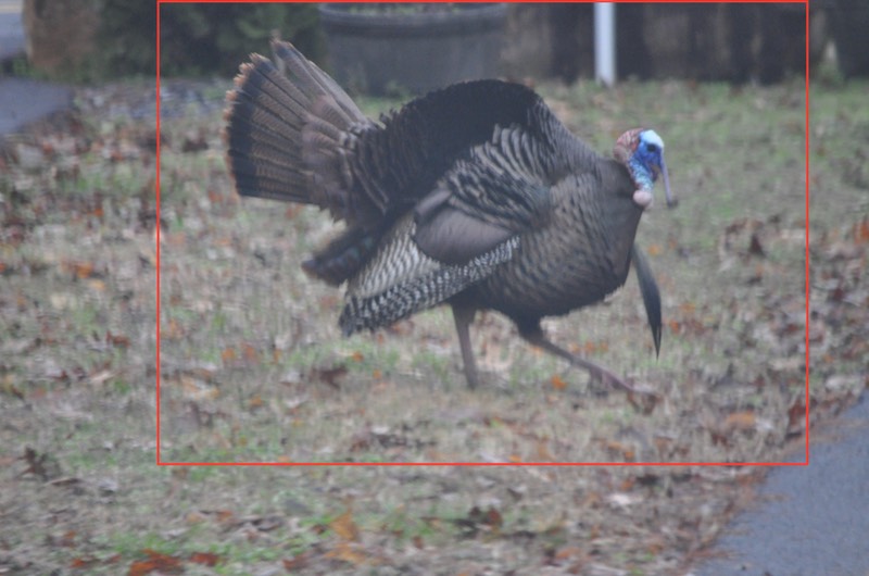 Wild Turkey - 1