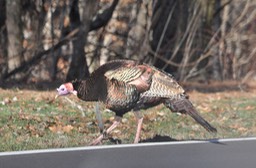 Wild Turkey - 1