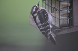 Woodpecker - 1