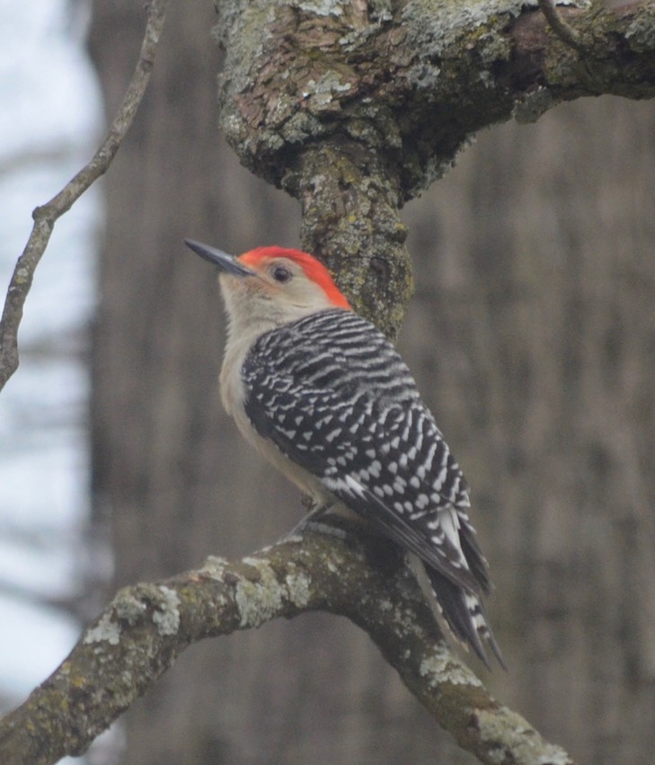 Woodpecker TN - 1