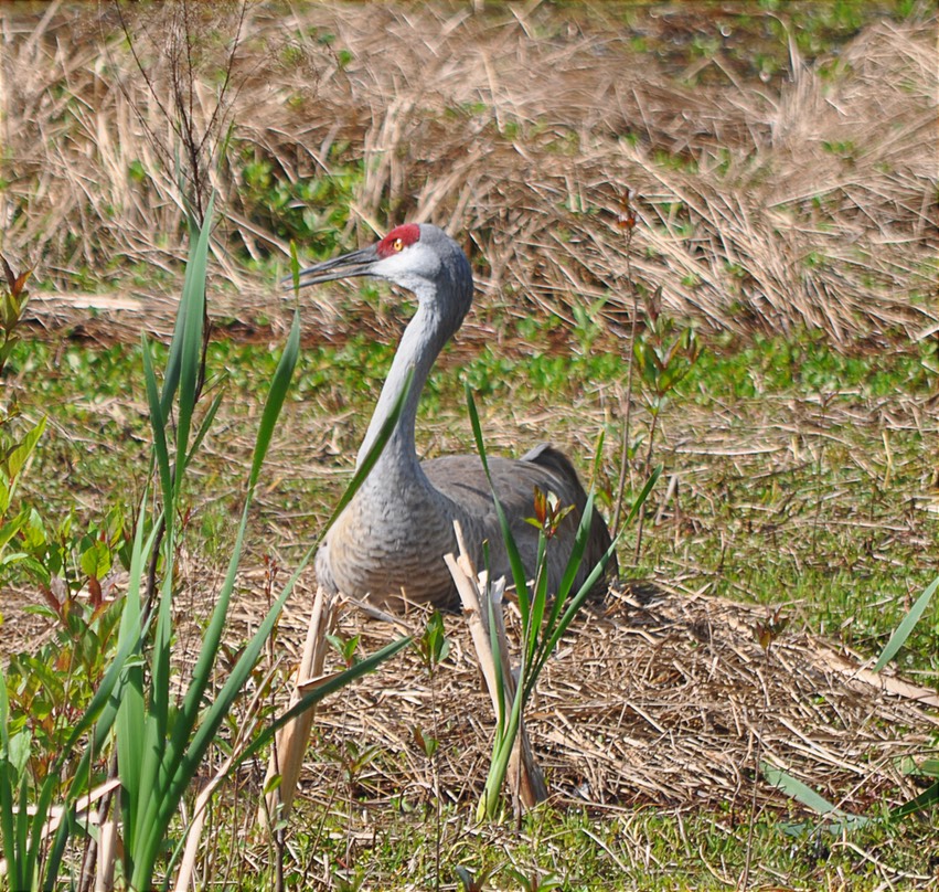 WSand Hill Crane 1