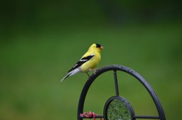 Yellow Bird - 1