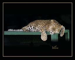 Yelsin - Amur Leopard