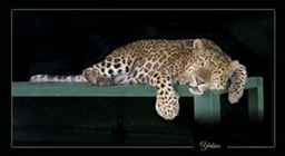 Yelsin - Amur Leopard